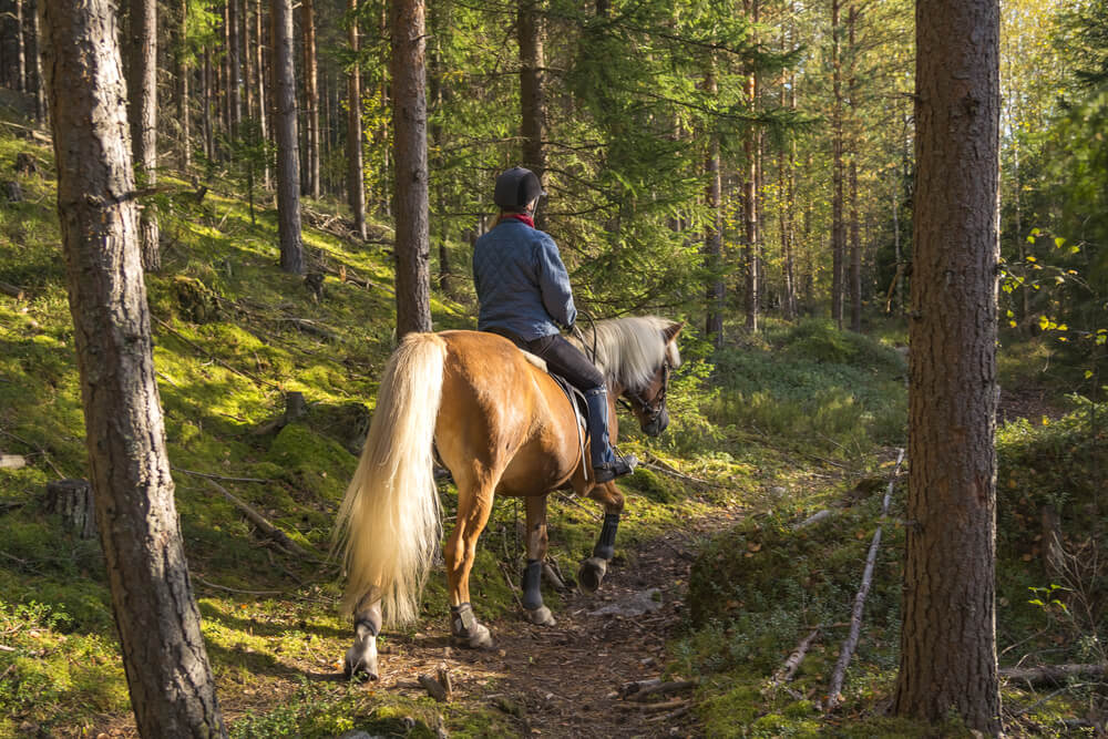 Photo of a person horseback riding in Lake George through wooded trails